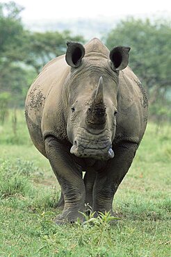 White rhinoceros (rhino), Ceratotherium simum, Mkuze Nature Reserve, KwaZulu-Natal, South Africa, Africa