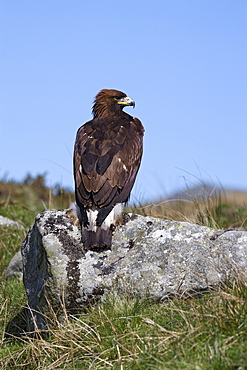 Golden eagle (Aquila chrysaetos), on moorland, captive, United Kingdom, Europe