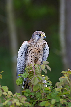 Kestrel (Falco tinnunculus), captive, United Kingdom, Europe