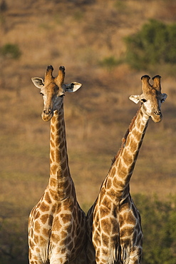 Giraffes (Giraffa camelopardalis), Ithala (Ntshondwe) Game reserve, KwaZulu Natal, South Africa, Africa