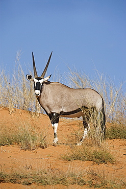 Gemsbok (Oryx gazella gazella), Kgalagadi Transfrontier Park, South Africa, Africa