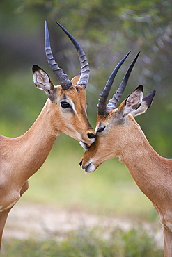 Impala (Aepyceros melampus), males allogrooming, Kruger National Park, Mpumalanga, South Africa, Africa