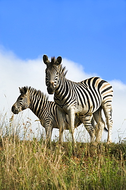 Burchell's zebra (Equus burchelli), Ithala Game Reserve, KwaZulu Natal, South Africa, Africa