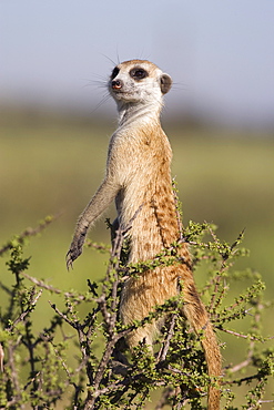 Meerkat (Suricata suricatta) sentinel, Kalahari Meerkat Project, Van Zylsrus, Northern Cape, South Africa, Africa