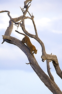 Leopard (Panthera pardus) in dead tree, Kruger National Park, Mpumalanga, South Africa, Africa