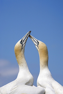 Gannets (Morus bassanus) skypointing, Bass Rock, Scotland, United Kingdom, Europe