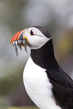 Puffin (Fratercula arctica) with sandeels, Farne Islands, Northumberland, England, United Kingdom, Europe