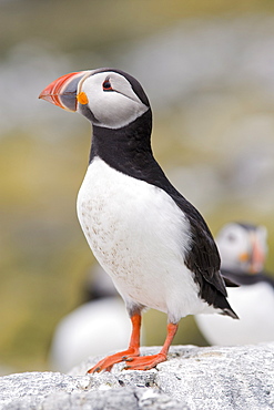 Puffin (Fratercula arctica), Farne Islands, Northumberland, England, United Kingdom, Europe