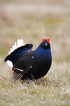 Black grouse (Tetrao tetrix), displaying at Lek, Upper Teesdale, North Pennines Area of Outstanding Natural Beauty, County Durham, England, United Kingdom, Europe