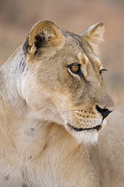 Lioness (Panthera leo), Kgalagadi Transfrontier Park, South Africa, Africa