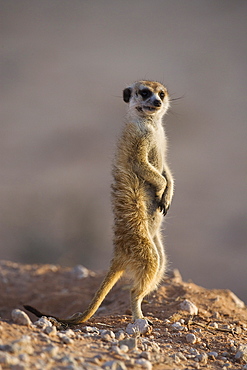 Meerkat sentinel (Suricatta suricata), Kgalagadi Transfrontier Park, Northern Cape, South Africa, Africa