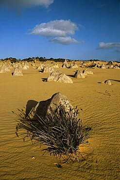 Limestone pillars in the Pinnacles Desert, Nambung National Park, Western Australia, Australia, Pacific