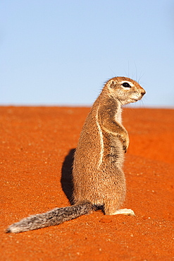 Ground squirrel (Xerus inauris), Kgalagadi Transfrontier Park, Northern Cape, South Africa, Africa