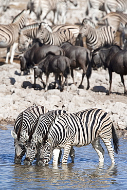 Burchell's (plains) zebra (Equus burchelli), at waterhole, Etosha National Park, Namibia, Africa