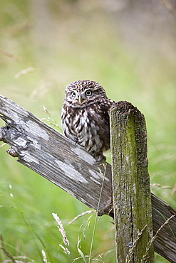 Little owl (Athene noctua), captive, United Kingdom, Europe