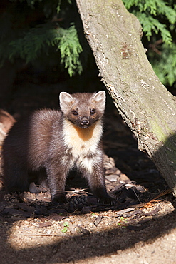 Pine marten (Martes martes) female in captivity, United Kingdom, Europe