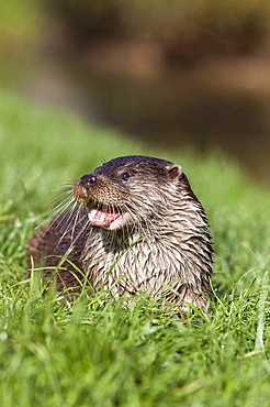 Otter (Lutra lutra) in captivity, United Kingdom, Europe