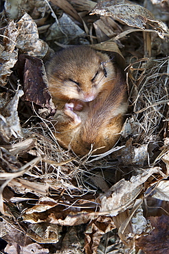 Common dormouse (Muscardinus avellanarius), torpid, in captive breeding programme, United Kingdom, Europe