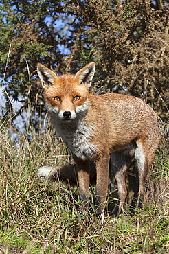 Red fox (Vulpes vulpes) in captivity, United Kingdom, Europe