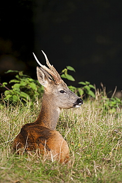 Roe buck, United Kingdom, Europe