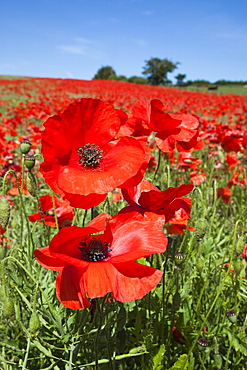 Poppies (Papaver hoeas), near Barrasford, Northumberland, England, United Kingdom, Europe