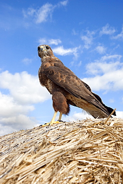 Buzzard (Buteo buteo), in captivity, Cumbria, England, United Kingdom, Europe