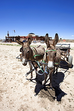 Donkey cart in Kalahari, at entrance to Kgalagadi Transfrontier Park, gate and border post between Northern Cape, South Africa and Botswana, Africa