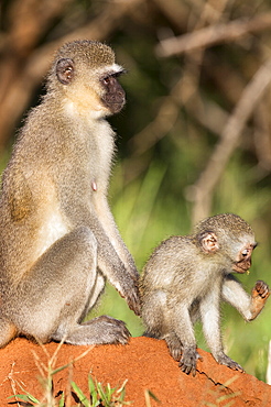 Vervet monkey (Cercopithecus aethiops), with baby, Kruger National Park, South Africa, Africa