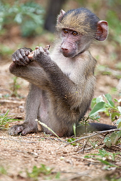 Young chacma baboon (Papio cynocephalus ursinus), Kruger National Park, Mpumalanga, South Africa, Africa