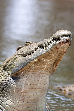 Nile crocodile (Crocodylus niloticus), Kruger National Park, South Africa, Africa