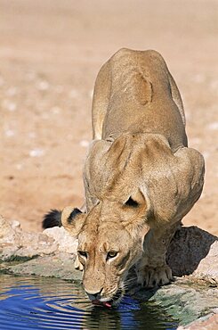 Lion, panthera leo, drinking at waterhole, Kgalagadi Transfrontier Park, South Africa, Africa