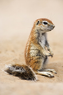 Baby ground squirrel (Xerus inauris), Kgalagadi Transfrontier Park, South Africa, Africa