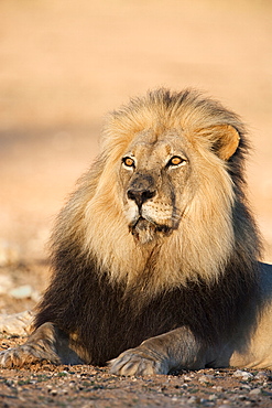 Blackmaned lion (Panthera leo), Kgalagadi Transfrontier Park, Northern Cape, South Africa, Africa