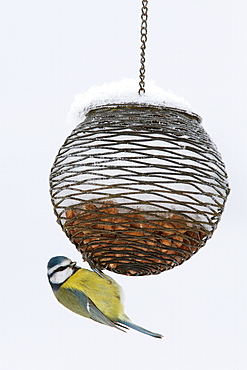 Blue tit on feeder in snow, United Kingdom, Europe