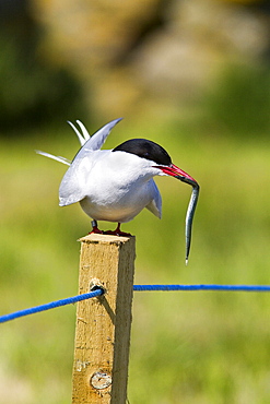 Arctic tern (Sterna paradisaea), with fish, Farne Islands, Northumberland coast, England, United Kingdom, Europe