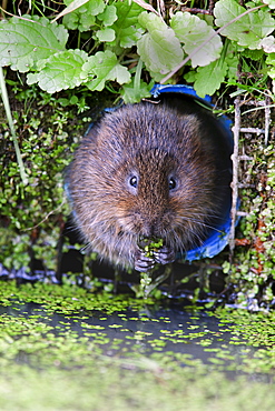 Water vole (Arvicola terrestris) in captivity, United Kingdom, Europe