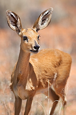 Female Steenbok(Raphicerus campestris), Kgalagadi Transfrontier Park, South Africa, Africa