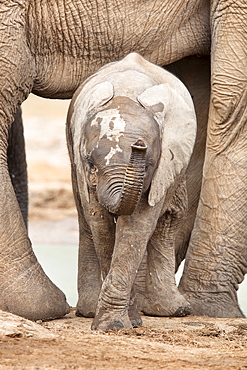 Baby elephant (Loxodonta africana), Addo Elephant National Park, Eastern Cape, South Africa, Africa