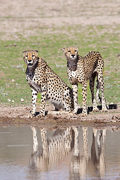 Cheetah (Aconinyx jubatus), at water, Kgalagadi Transfrontier Park, South Africa, Africa