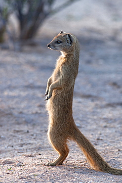 Yellow mongoose (Cynictis penicillata) Kgalagadi Transfrontier Park, South Africa, Africa