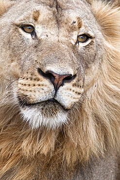 Male lion (Panthera leo), Addo National Park, Eastern Cape, South Africa, Africa