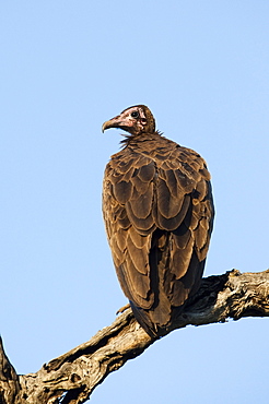 Hooded vulture (Necrosyrtes monachus), Kruger National Park, South Africa, Africa