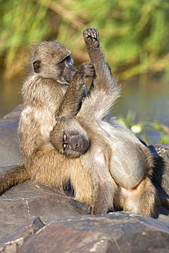 Chacma baboons (Papio cynocephalus ursinus), grooming, Kruger National Park, South Africa, Africa