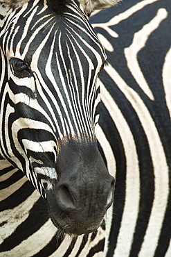 Burchell's (plains) zebra (Equus burchelli), Mhkuze Game Reserve, KwaZulu Natal, South Africa, Africa