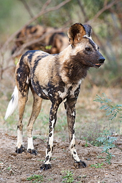 African wild dog (Lycaon pictus), Kruger National Park, South Africa, Africa