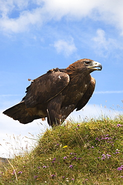 Golden eagle (Aquila chrysaetos), captive, United Kingdom, Europe