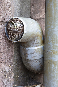 Little owl (Athene noctua) in drainpipe, captive, United Kingdom, Europe