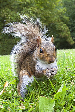 Grey squirrel (Sciurus carolinensis), in city park, Brandon Park, Bristol, England, United Kingdom, Europe