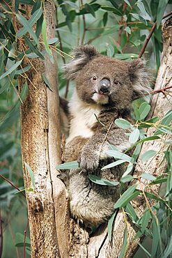 Koala bear, Phascolarctos cinereus, among eucalypt leaves, Gorge Wildlife Park, South Australia, Australia, Pacific