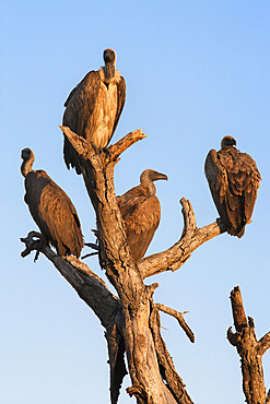 Whitebacked vultures (Gyps africanus), Kruger National Park Park, South Africa, Africa